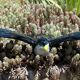 CERAMIC SWALLOW DECORATION HOME DECOR NATURE SPRING AUTUMN
