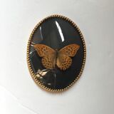 Butterfly under curved frame