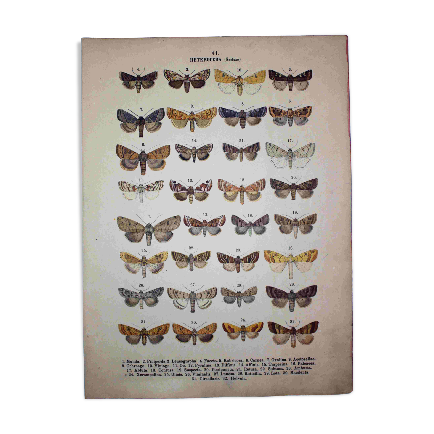 Antique print of Butterflies - Lithograph from 1887 - Munda - Illustration
