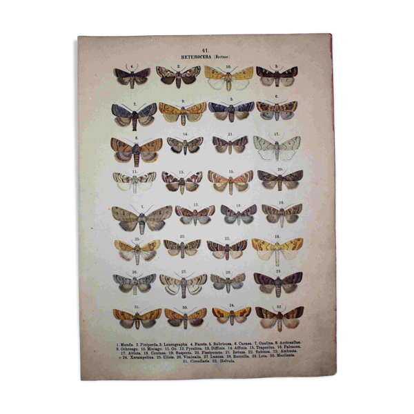Gravure ancienne de Papillons - Lithographie de 1887 - Munda - Illustration — Beyit