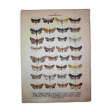Antique print of Butterflies - Lithograph from 1887 - Munda - Illustration