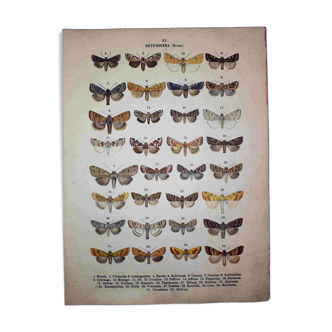 Gravure ancienne de Papillons - Lithographie de 1887 - Munda - Illustration