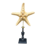 Starfish on a turned wooden base, late 19th century - cabinet of curiosities