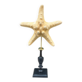 Starfish on a turned wooden base, late 19th century - cabinet of curiosities