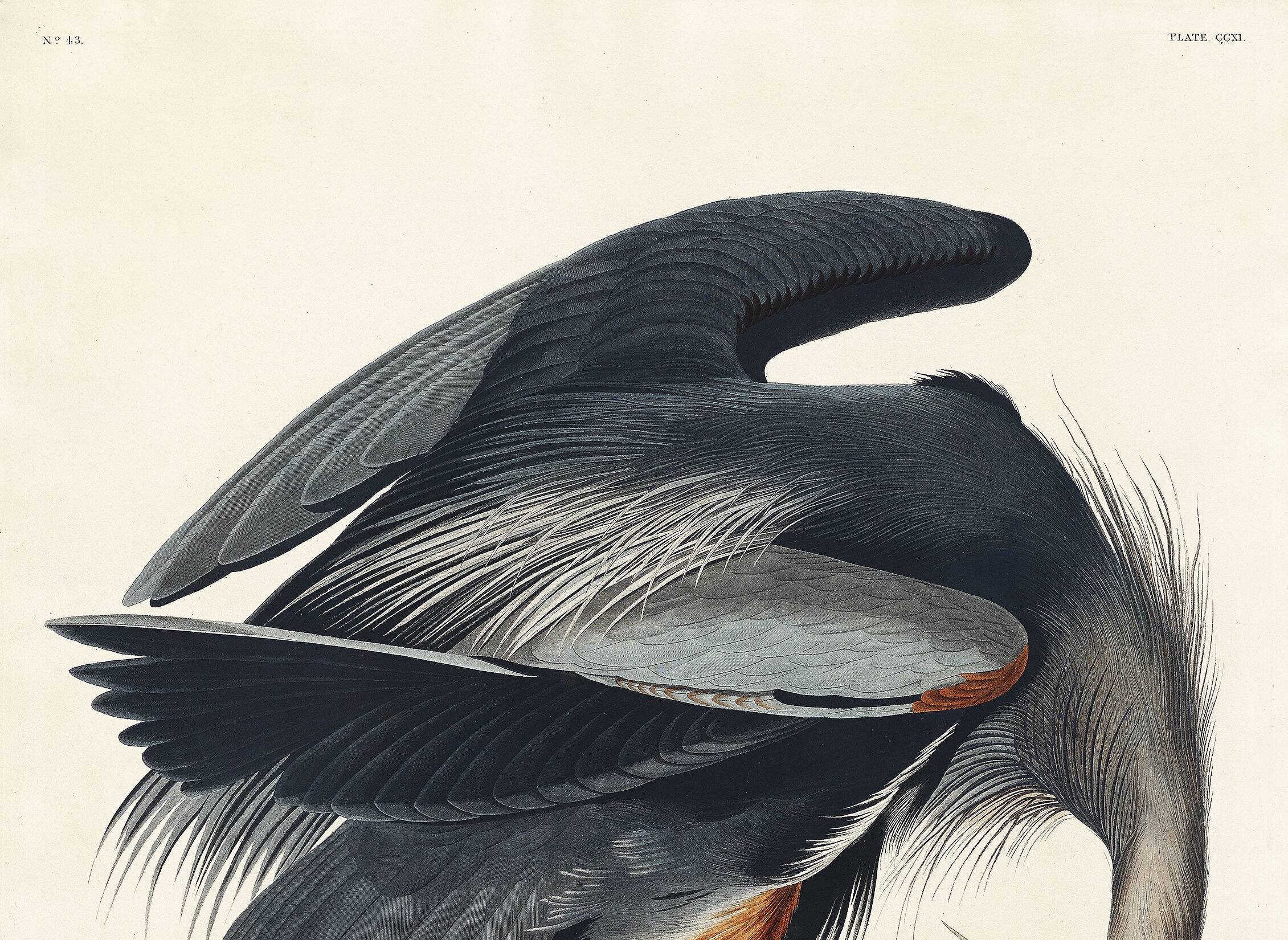 Poster about the Blue Heron, based on an old engraving from 1827.