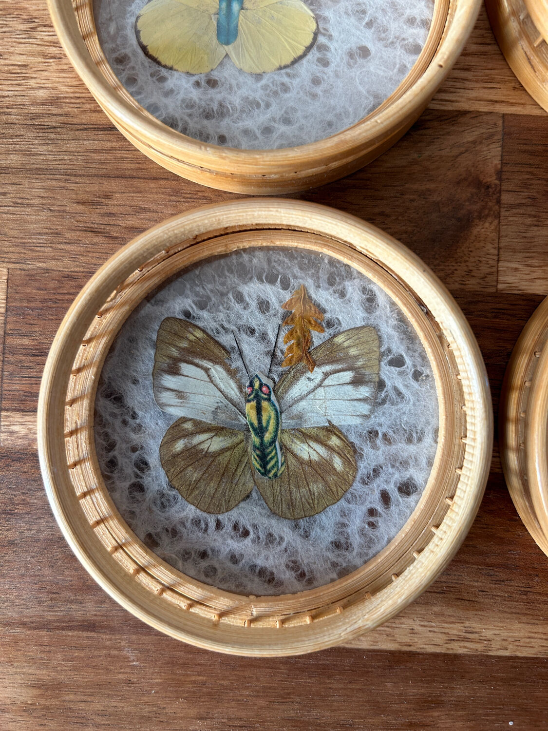 Set of 6 under glass butterfly