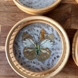 Set of 6 under glass butterfly