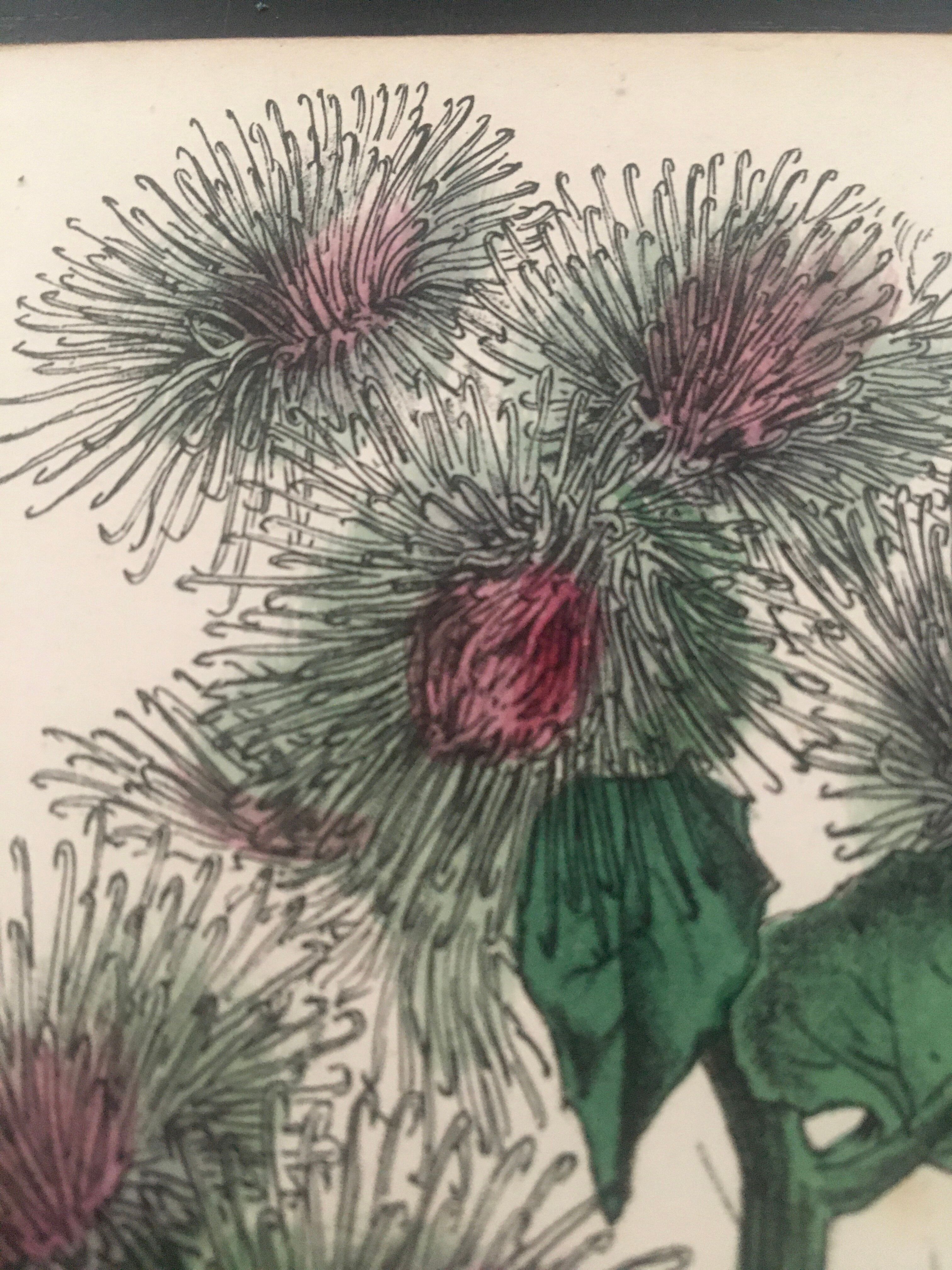 English botanical boards 1878 edition