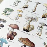 Mushroom poster, based on a 1920 lithograph