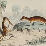 Original zoological plank " sarigues - gerboise - little grey " buffon 1838