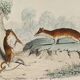 Original zoological plank " sarigues - gerboise - little grey " buffon 1838