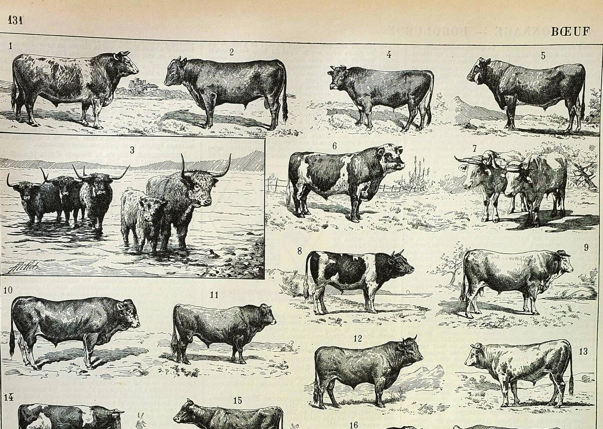 Gravure ancienne 1898, Bœuf, vache, taureau, veau • Lithographie, illustration originale