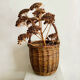 Raw wicker basket