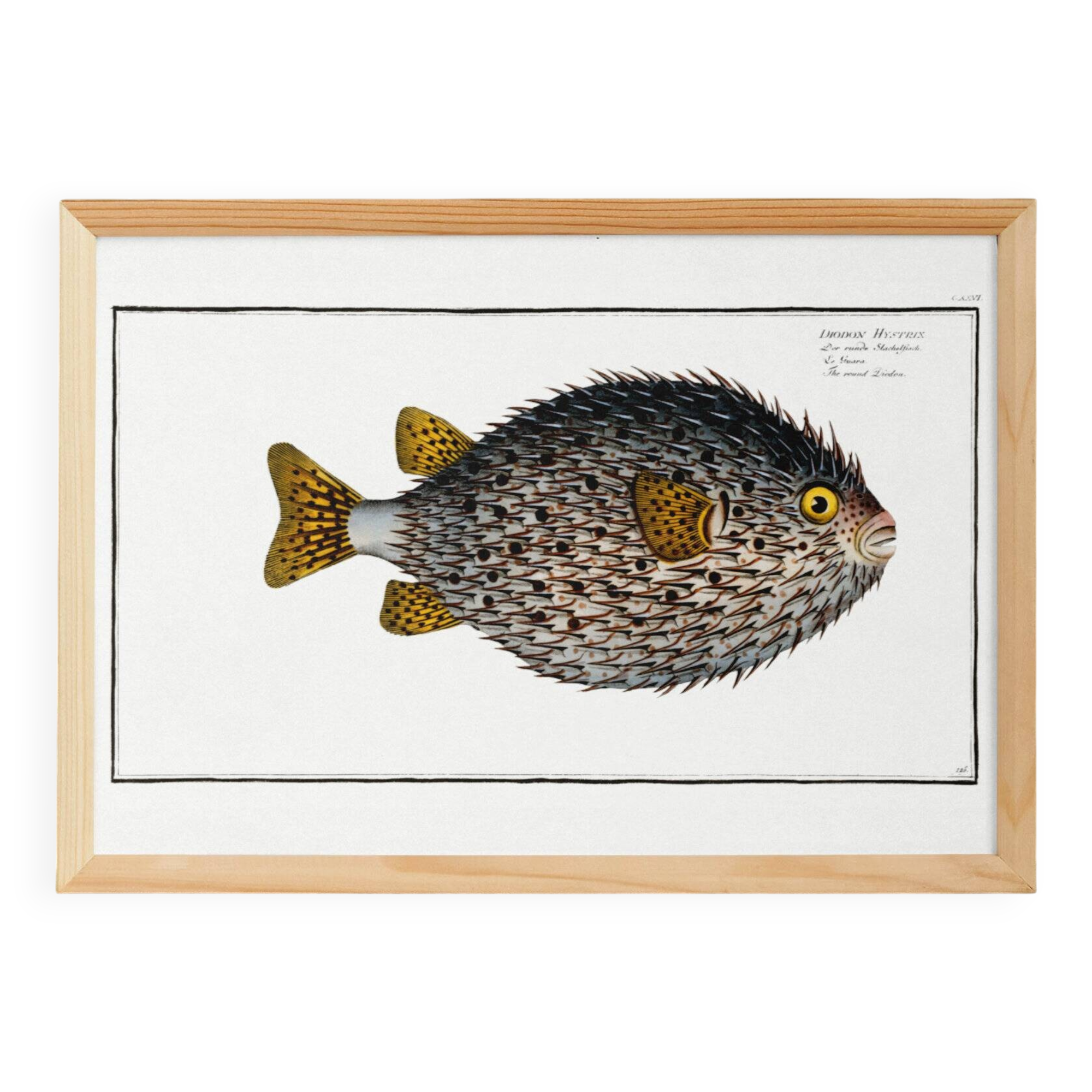 Poster about the pufferfish, based on an old engraving from 1746.