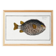 Poster about the pufferfish, based on an old engraving from 1746.
