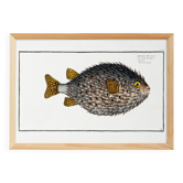 Affiche sur le poisson-hérisson, d’après une gravure ancienne de 1746.