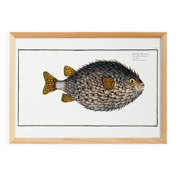 Affiche sur le poisson-hérisson, d’après une gravure ancienne de 1746.