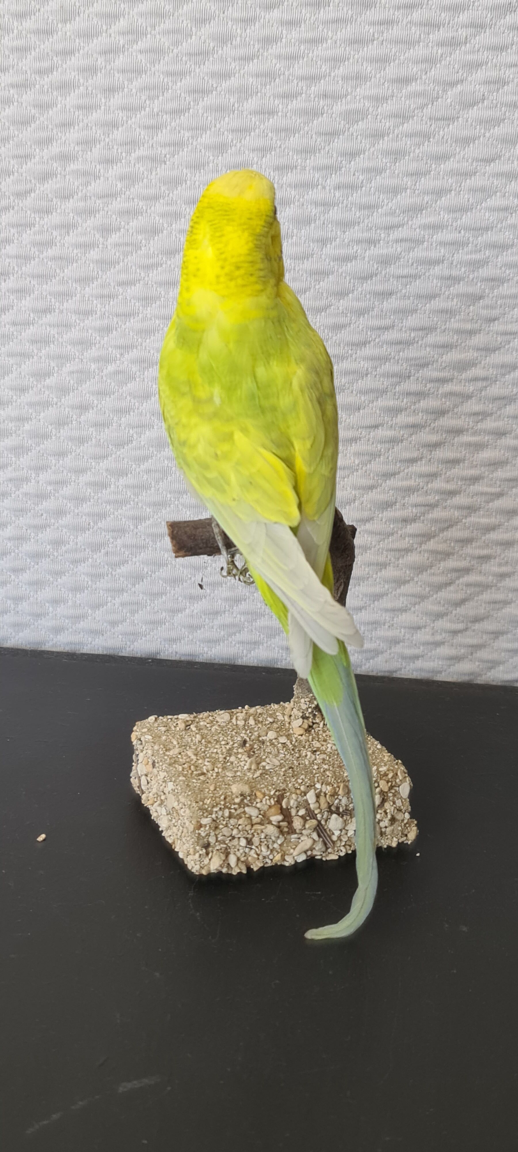 Naturalized parakeet