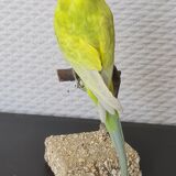 Naturalized parakeet