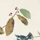 Poster about the Azure Warbler, after an old engraving from 1827.