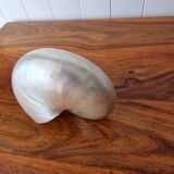 Nautilus mother-of-pearl shell Nautilus