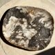 Very large pocket or dish in petrified wood