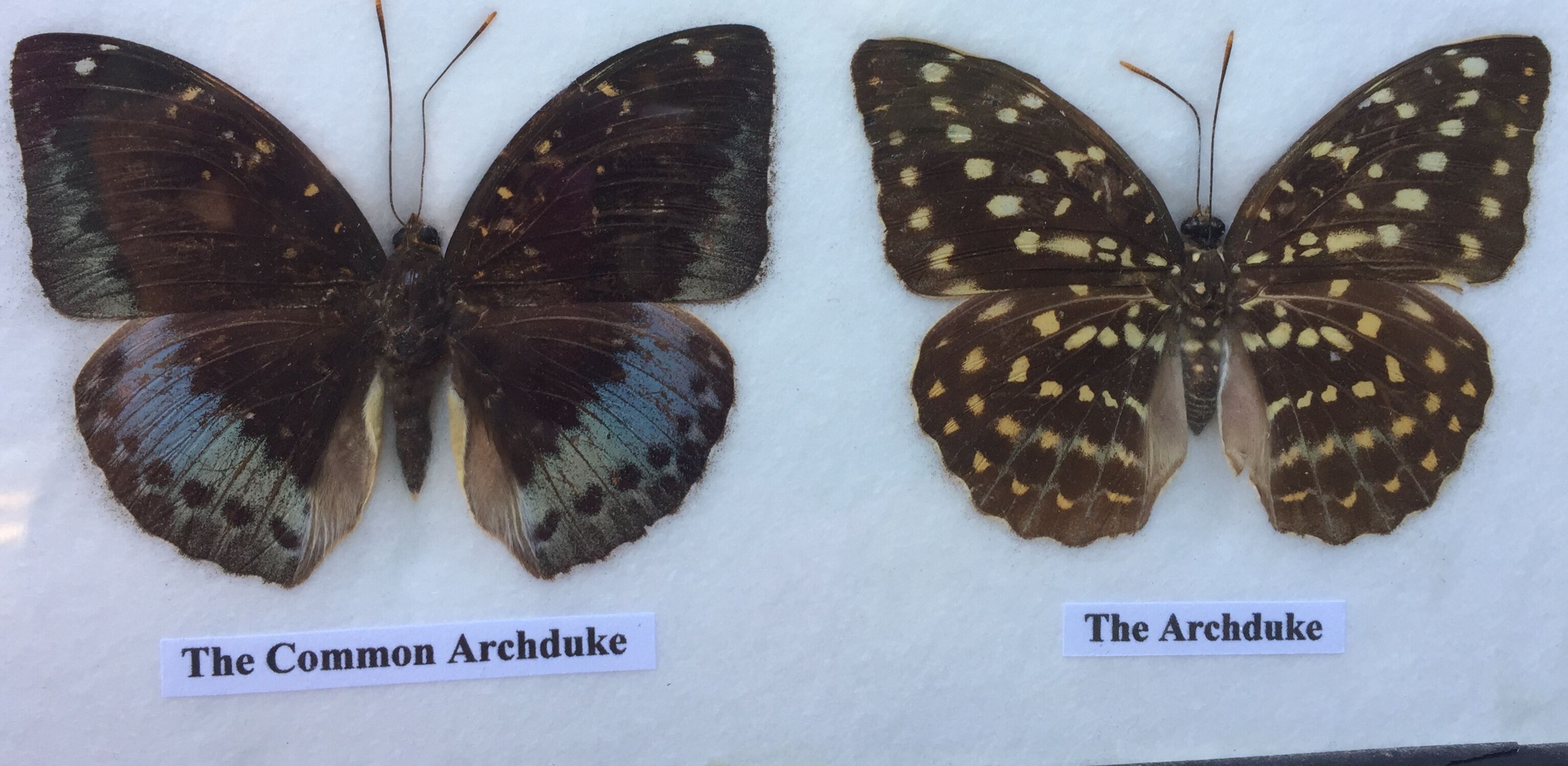 Butterfly frame