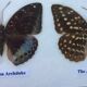 Butterfly frame