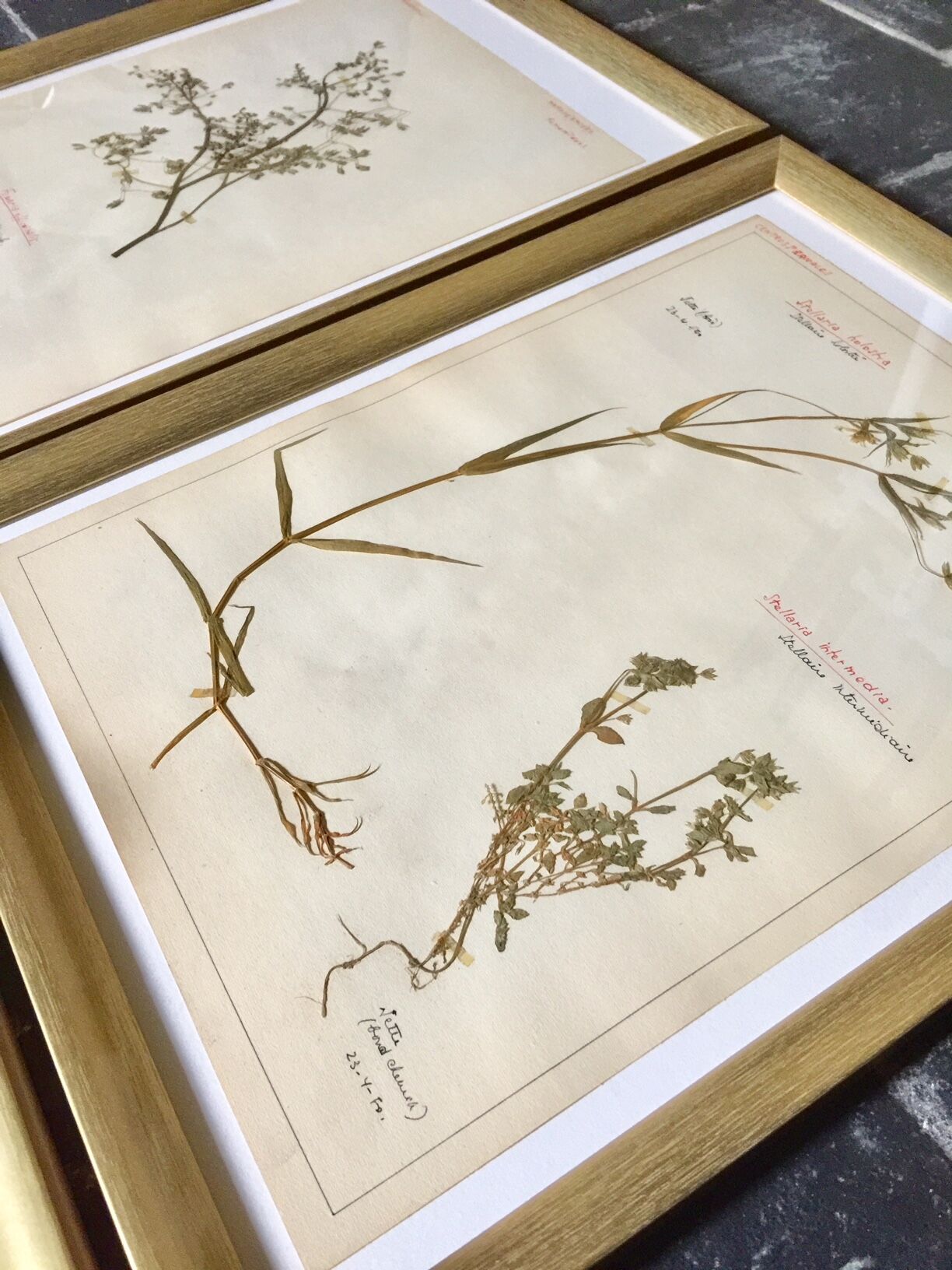 Lot of 4 boards herbarium 1950