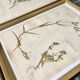 Lot of 4 boards herbarium 1950
