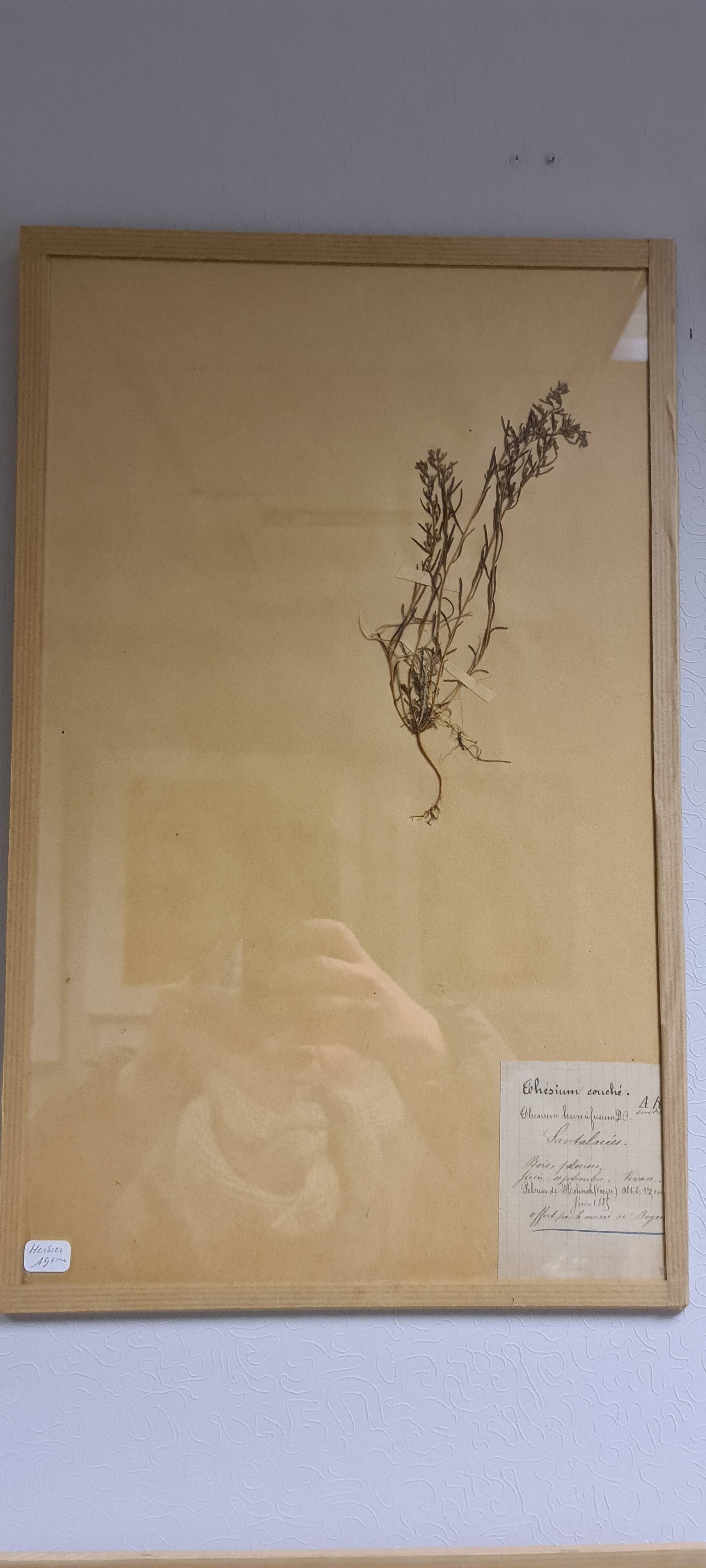 Herbier, 19th