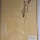 Herbier, 19th