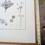 Printed in 1889, the composites. Old botanical plate.