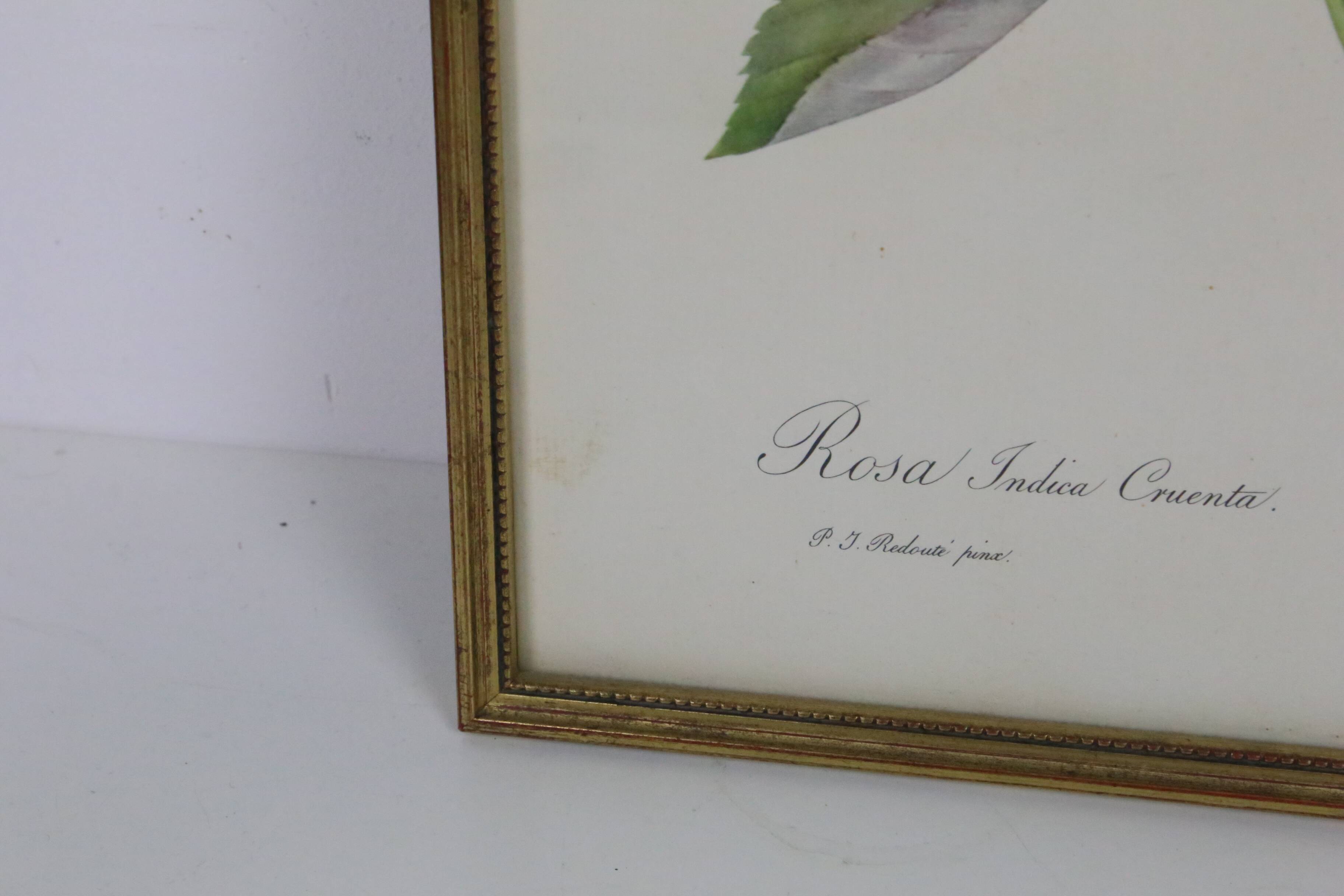 Large framed lithograph by Redouté