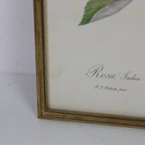 Large framed lithograph by Redouté