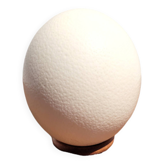 Ostrich egg on curiosity base