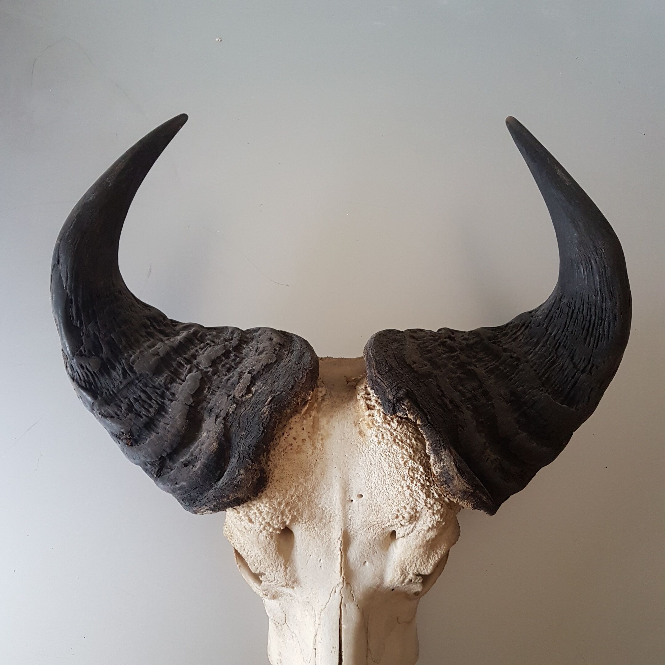 Crane buffalo taxidermy massacre