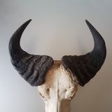 Crane buffalo taxidermy massacre