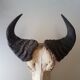 Crane buffalo taxidermy massacre