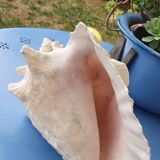Shellfish