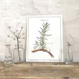 Botanical board rosemary