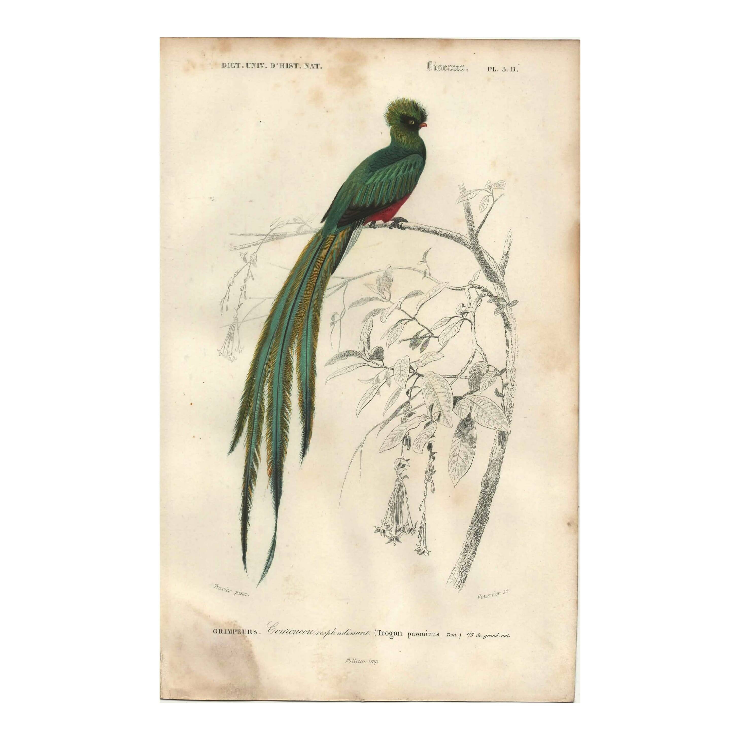 Planche ancienne 1849 - Couroucou par E.Travies - Gravure oiseaux naturel