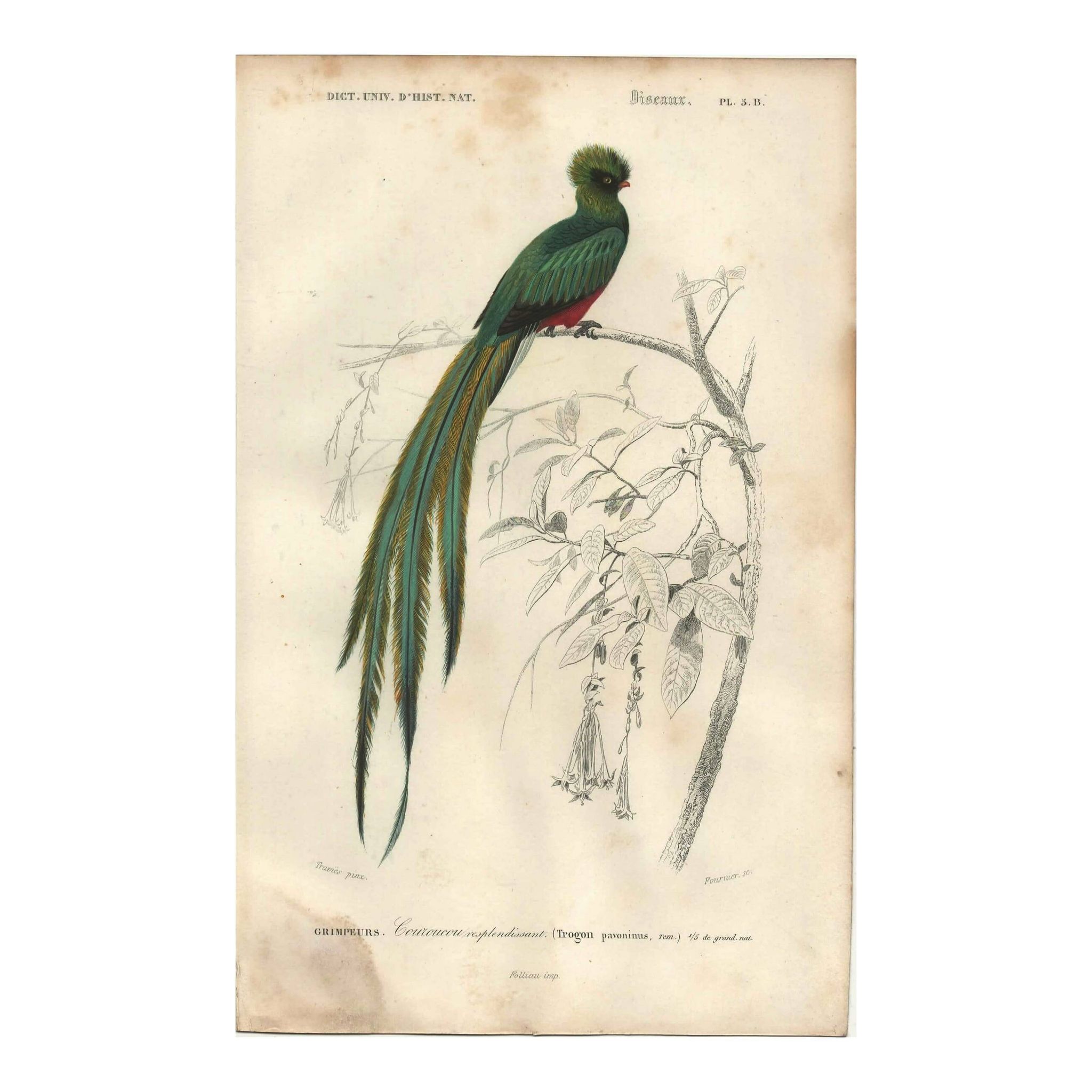 Planche ancienne 1849 - Couroucou par E.Travies - Gravure oiseaux naturel