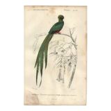 Planche ancienne 1849 - Couroucou par E.Travies - Gravure oiseaux naturel