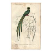 Planche ancienne 1849 - Couroucou par E.Travies - Gravure oiseaux naturel
