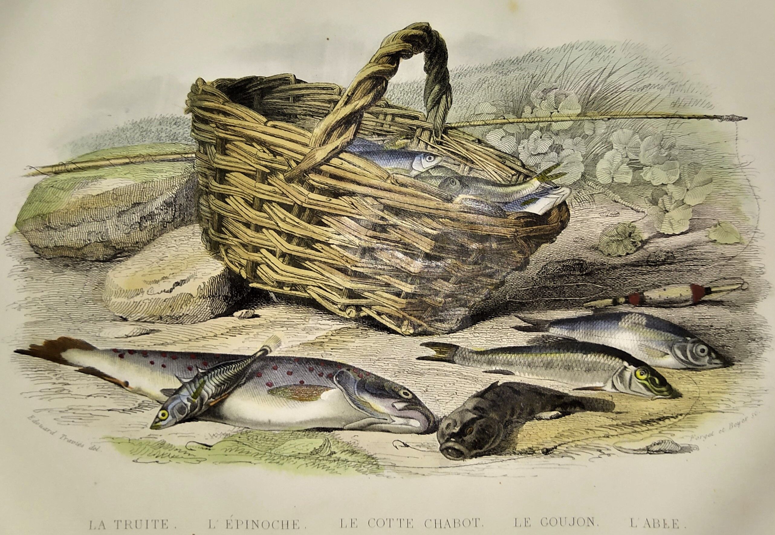 Original zoological plate of 1839 " the trout, the epinoche,....,....,....