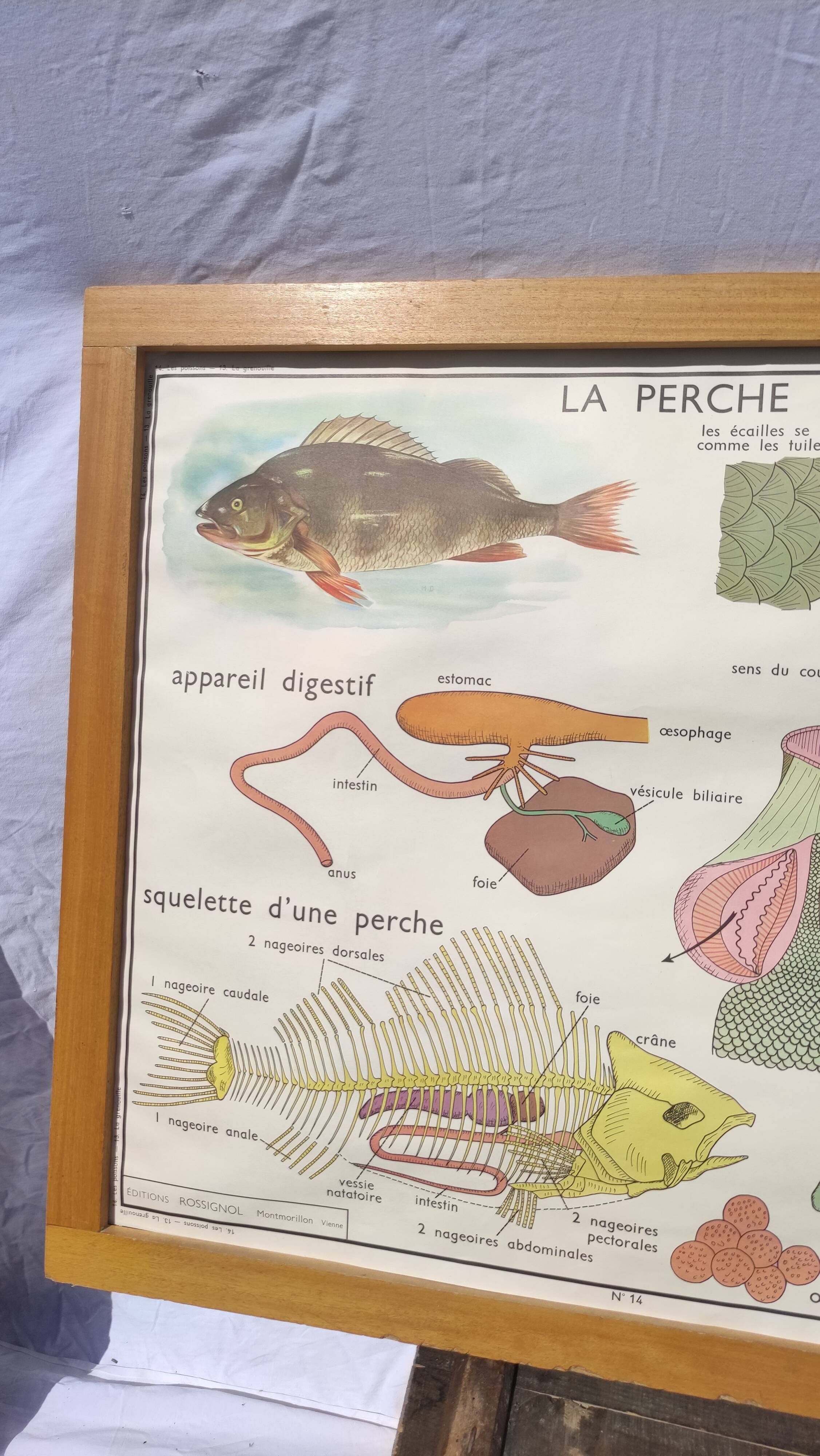 Educational poster of school frog and perch