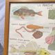 Educational poster of school frog and perch