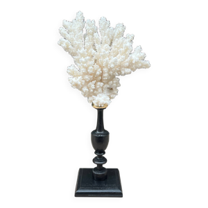 Corail blanc naturel - ancien