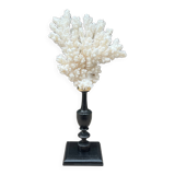 Natural ancient white coral on a black wood base curiosity cabinet